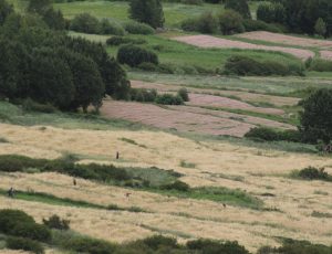 Agriculture Agriculture